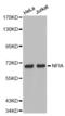 Nuclear Factor I A antibody, abx002326, Abbexa, Western Blot image 