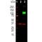 AC-III antibody, NBP1-92683, Novus Biologicals, Western Blot image 