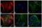 Rat IgG Isotype Control antibody, A-21434, Invitrogen Antibodies, Immunofluorescence image 