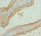 Ring Finger Protein 34 antibody, orb40858, Biorbyt, Immunohistochemistry paraffin image 