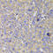 Heat Shock Protein Family A (Hsp70) Member 14 antibody, LS-C346229, Lifespan Biosciences, Immunohistochemistry frozen image 