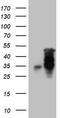 Homeobox C10 antibody, TA808867S, Origene, Western Blot image 