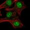 60S ribosomal protein L24 antibody, NBP2-38992, Novus Biologicals, Immunofluorescence image 