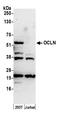 Occludin antibody, A305-297A, Bethyl Labs, Western Blot image 