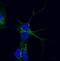 VPS35 Retromer Complex Component antibody, orb18631, Biorbyt, Immunofluorescence image 