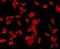 RNA 3'-Terminal Phosphate Cyclase antibody, orb378406, Biorbyt, Immunofluorescence image 