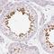 Karyopherin Subunit Alpha 5 antibody, NBP2-38715, Novus Biologicals, Immunohistochemistry frozen image 