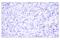 Lymphocyte antigen 6G antibody, 87048S, Cell Signaling Technology, Immunohistochemistry paraffin image 