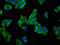 BNC1 antibody, LS-C669708, Lifespan Biosciences, Immunofluorescence image 