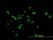 ARK5 antibody, H00009891-B01P, Novus Biologicals, Immunofluorescence image 