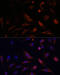 Claudin 5 antibody, 13-500, ProSci, Immunofluorescence image 