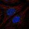Metalloreductase STEAP4 antibody, NBP2-56536, Novus Biologicals, Immunocytochemistry image 