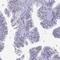 Proline Rich 22 antibody, HPA044157, Atlas Antibodies, Immunohistochemistry frozen image 