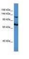 ATRX Chromatin Remodeler antibody, orb330519, Biorbyt, Western Blot image 