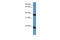 HB-GAM antibody, 30-059, ProSci, Western Blot image 