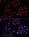 p21 antibody, 14-025, ProSci, Immunofluorescence image 