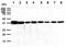Peptidyl-prolyl cis-trans isomerase D antibody, GTX57711, GeneTex, Western Blot image 