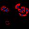 Carbonic anhydrase VI antibody, orb213629, Biorbyt, Immunofluorescence image 