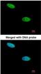 Dual Specificity Phosphatase 26 antibody, NBP1-31254, Novus Biologicals, Immunocytochemistry image 
