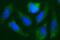 CDGSH Iron Sulfur Domain 1 antibody, NBP2-72024, Novus Biologicals, Immunofluorescence image 