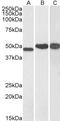 DRG1 antibody, TA302840, Origene, Western Blot image 