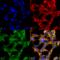 O-Linked N-Acetylglucosamine antibody, SMC-502D-PCP, StressMarq, Immunofluorescence image 