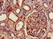 HLA-B protein antibody, A52234-100, Epigentek, Immunohistochemistry paraffin image 