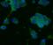 Synaptophysin antibody, FNab08422, FineTest, Immunofluorescence image 
