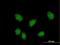 FK506-binding protein-like antibody, H00063943-B01P, Novus Biologicals, Immunofluorescence image 