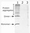 Neurturin antibody, AP33459PU-N, Origene, Western Blot image 