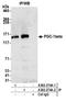 Peroxisome proliferator-activated receptor gamma coactivator 1-beta antibody, A302-274A, Bethyl Labs, Immunoprecipitation image 