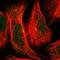 Centrosomal Protein 152 antibody, HPA039408, Atlas Antibodies, Immunofluorescence image 