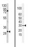 Snail Family Transcriptional Repressor 2 antibody, abx031508, Abbexa, Western Blot image 