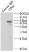 CD46 Molecule antibody, FNab01485, FineTest, Immunoprecipitation image 