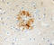 Aminoacylproline aminopeptidase antibody, 800904, BioLegend, Western Blot image 