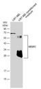 Vascular Endothelial Growth Factor C antibody, NBP2-20853, Novus Biologicals, Western Blot image 