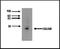 DNA Damage Regulated Autophagy Modulator 1 antibody, TA353150L, Origene, Western Blot image 