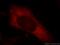 Synaptopodin antibody, 21064-1-AP, Proteintech Group, Immunofluorescence image 
