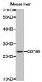 CD79b Molecule antibody, TA327234, Origene, Western Blot image 