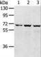 Sodium/glucose cotransporter 4 antibody, LS-B14635, Lifespan Biosciences, Western Blot image 