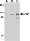 Glutamate Ionotropic Receptor Kainate Type Subunit 1 antibody, PA5-20447, Invitrogen Antibodies, Western Blot image 