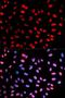 Extra Spindle Pole Bodies Like 1, Separase antibody, LS-C336094, Lifespan Biosciences, Immunofluorescence image 