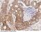 Growth Differentiation Factor 5 antibody, 102437-T10, Sino Biological, Immunohistochemistry frozen image 