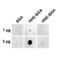 4-Hydroxy-2-hexenal antibody, SMC-536D-FITC, StressMarq, Dot Blot image 