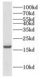 Cytochrome C Oxidase Subunit 4I2 antibody, FNab01899, FineTest, Western Blot image 