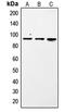Signal Transducer And Activator Of Transcription 1 antibody, MBS822193, MyBioSource, Western Blot image 