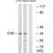 Carbonic anhydrase VI antibody, A05027, Boster Biological Technology, Western Blot image 
