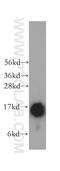 Trafficking Protein Particle Complex 2 antibody, 12484-1-AP, Proteintech Group, Western Blot image 