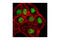 90 kDa ribosomal protein S6 kinase 4 antibody, 3679S, Cell Signaling Technology, Immunofluorescence image 