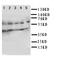 DnaJ Heat Shock Protein Family (Hsp40) Member A1 antibody, orb76111, Biorbyt, Western Blot image 